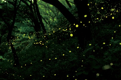 山口県蛍の名所2025|見頃の時期や周辺おすすめスポット&イベント情報も♪