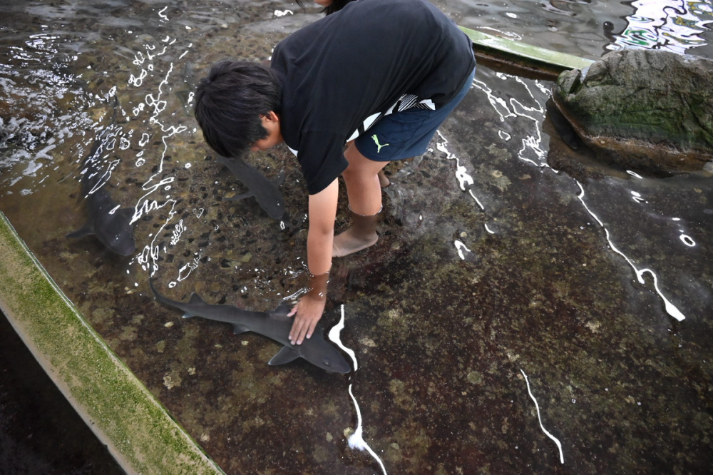 【周防大島町】家族で楽しむ「なぎさ水族館」日本最大級のタッチングプールでサメタッチ体験!