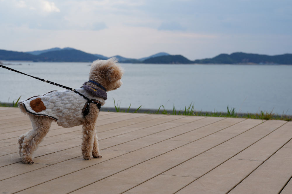 山口市|犬連れOKランチ・カフェ&ドッグラン4選|愛犬と過ごすおすすめスポット