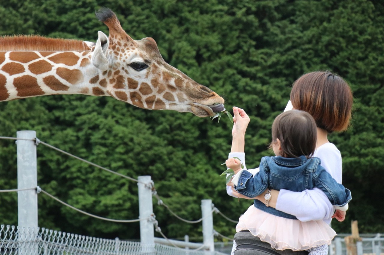 子どもと一緒に思い出づくり!動物や自然とふれあう1泊2日山口県モデルコース
