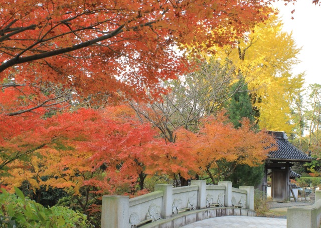 赤く燃える秋の紅葉スポット