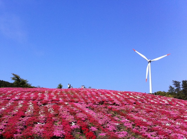 まるでピンクの絨毯!つつじの名所へ