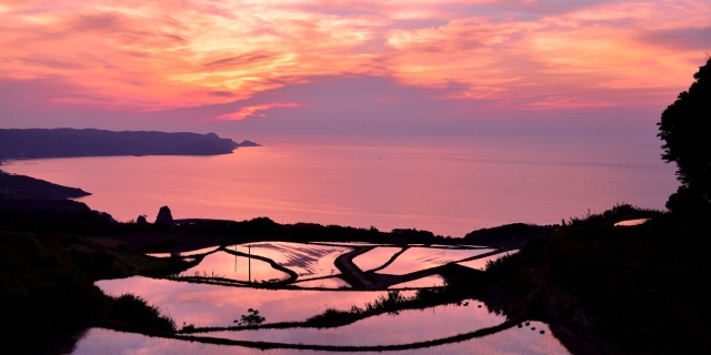 季節限定の絶景!ピンク色に染まる棚田