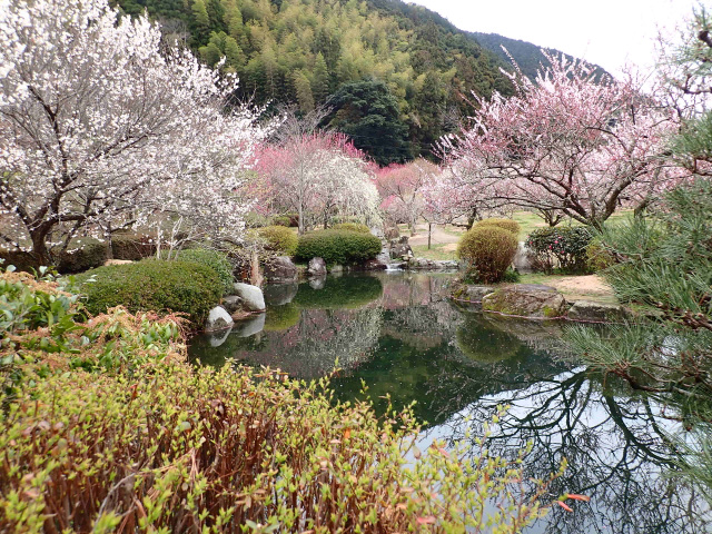 萩往還梅林園まつり2026