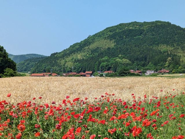 【認定ジオガイドと巡る】昔は千軒!?青景の里のたたずまいツア…