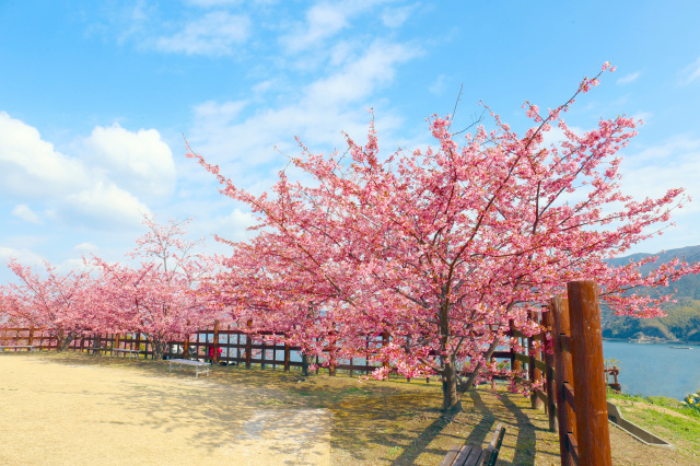 2月から楽しめる山口県の桜・河津桜の名所ランキング2026