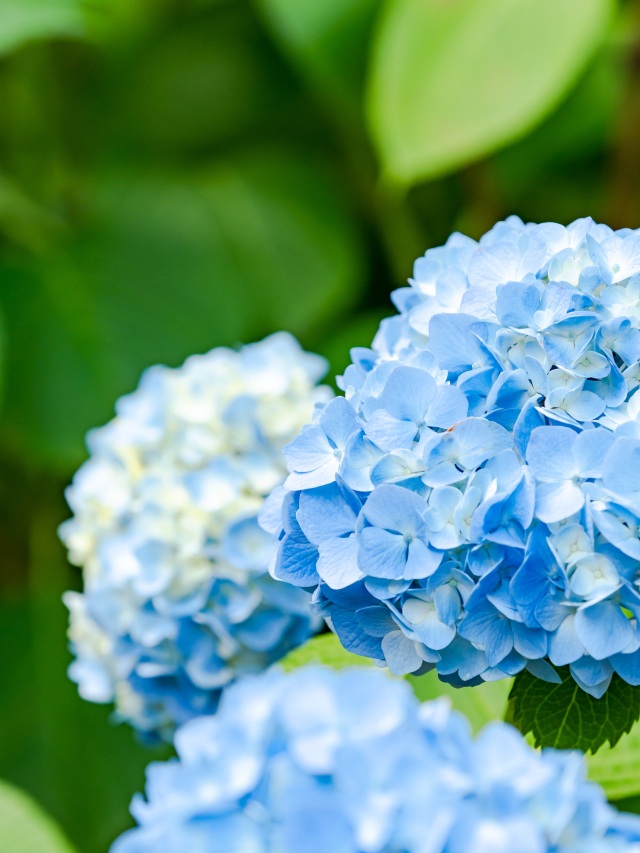 2026年山口県│雨に輝く紫陽花スポット13選