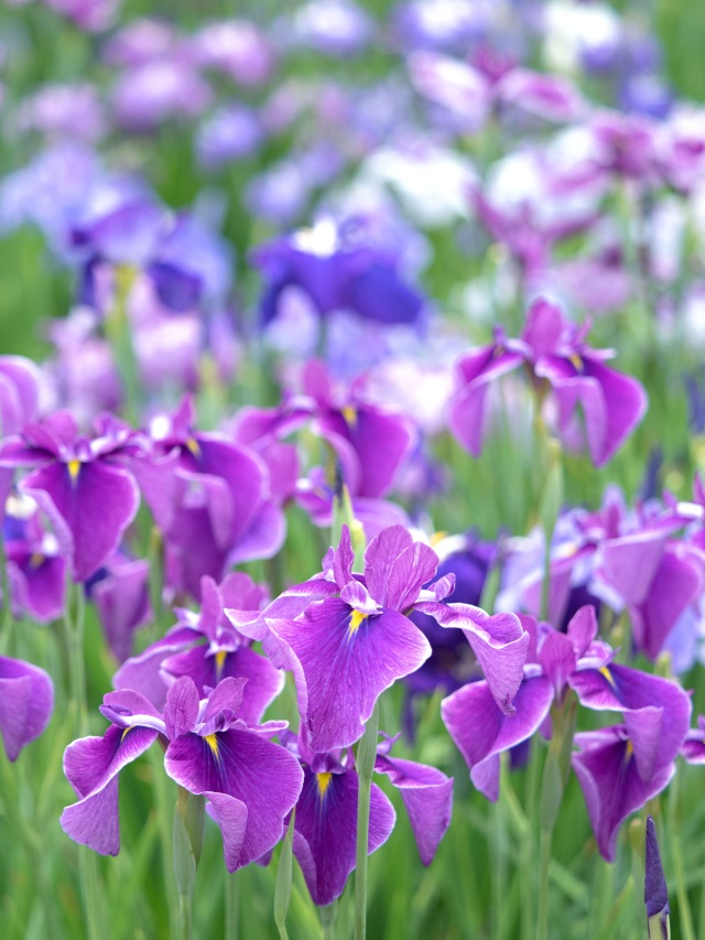 【2026最新】初夏の水辺を彩るしょうぶ・あやめ・かきつばたの花巡りスポット