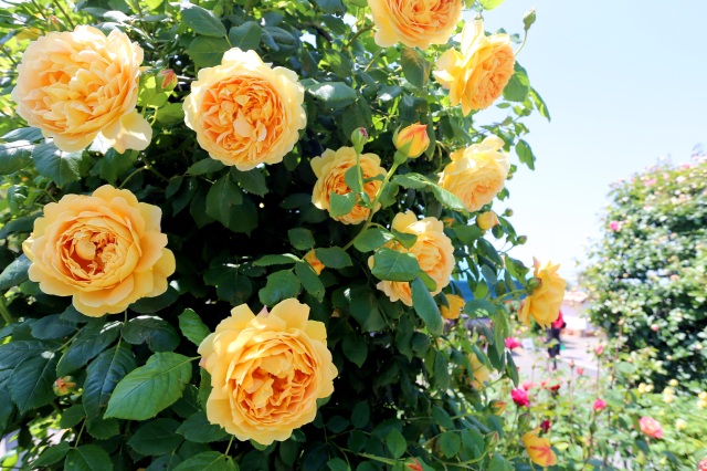 2025最新版|山口県内のバラおすすめスポット!やさしい香りの薔薇に癒される